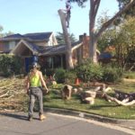 Tree Pruning