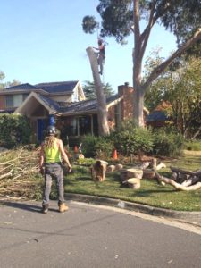 Tree Pruning